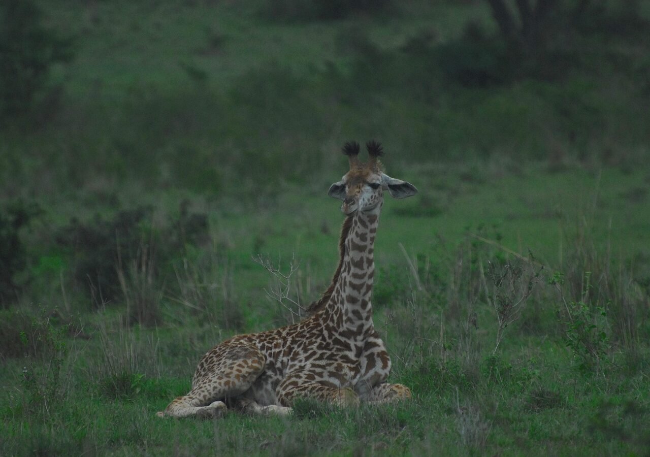 giraffe, nairobi national park, nairobi, nature, wildlife, wild, giraffes, environment, endangered, ecosystem, conservation, earth hour, wilderness, natural, biodiversity, landscape, kenya, africa, green earth
