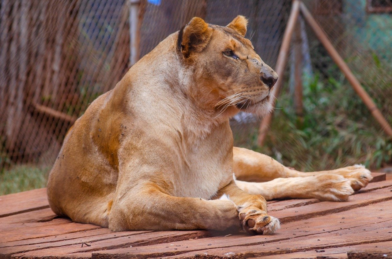 lion, lioness, feline, predator, wildlife, animal, nairobi, kenya, africa, wilderness, nature